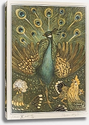 Постер Хойтема Тео Павлины с цыплятами