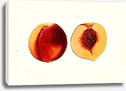 Постер Неизвестен Prunus persica