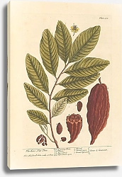 Постер Блэквелл Элизабет Кокосовое дерево