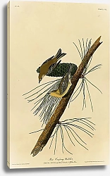 Постер Pine Creeping Warbler