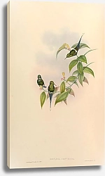 Постер Gouldia Conversi