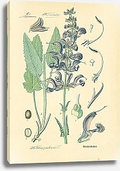 Постер Labiatae, Salvia pratensis