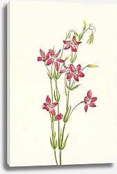 Постер Уолкотт Мари Pink Centaurium. Centaurium venustum