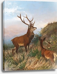 Постер Дейкер Карл Благородный олень в сумерках