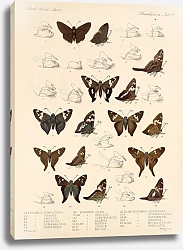 Постер Годман Фредерик Insecta Lepidoptera-Rhopalocera Pl 076