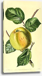 Постер Боровицкое яблоко