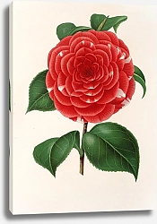 Постер Лемер Шарль Camellia Don Carlos Ferdinando
