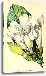 Постер Beaumontia Grandiflora