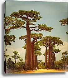 Постер Дорога баобабов