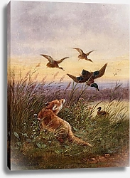 Постер Мюллер Моритц A Fox Hunting Ducks