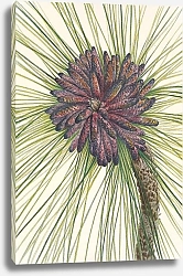 Постер Уолкотт Мари Сосна длиннолистная. Pinus palustris