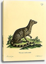 Постер Виверра Viverra malaccensis