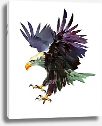 Постер Белоголовый орел с яркими перьями