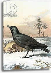 Постер Школа: Английская 20в. Carrion crow