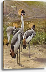 Постер Кухнерт Уильям Crowned Crane