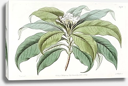 Постер Эдвардс Сиденем Close-flowered Tabernaemontana