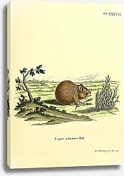 Постер Мышь-малютка