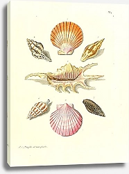 Постер Морские раковины 033