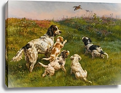 Постер Остхаус Эдмунд Присцилла