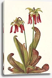 Постер Уолкотт Мари Parrot Pitcherplant. Sarracenia psittacina