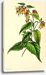 Постер Cuphea Strigulosa