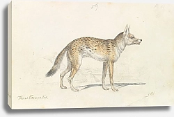 Постер Смит Чарльз Гамильтон Painted Thous Dog