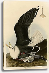 Постер Black Backed Gull