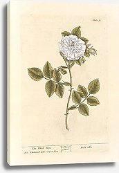 Постер Блэквелл Элизабет Белая роза