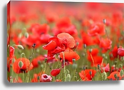 Постер Photo of beautiful red poppies