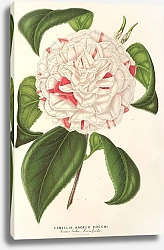 Постер Лемер Шарль Camellia Angelo Cocchi