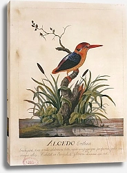 Постер Oriental Dwarf Kingfisher