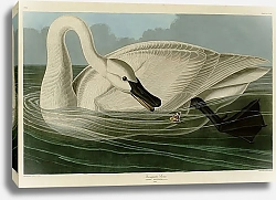 Постер Trumpeter Swan