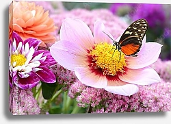 Постер Бабочка монарх на розовых садовых цветах