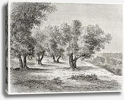 Постер Olive grove. Created by Lancelot after photo of unknown author, published on Le Tour du Monde, Paris