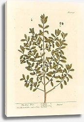 Постер Блэквелл Элизабет Самшитовое дерево