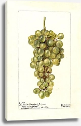 Постер Пассмор Дебора Витис: Мадлен Бланш де Жак