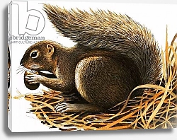 Постер Дэвис Р. (жив, дет) X for... Xerus erythropus or African Squirrel