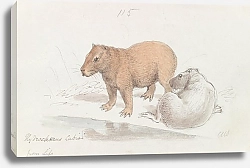 Постер Смит Чарльз Гамильтон The Capybara