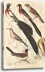 Постер Макгилливрей Уильям Whidah Bunting