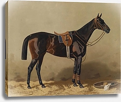 Постер Волкерс Эмиль Оседланная спортивная лошадь