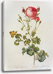 Постер Rosa Centifolia L. Cv. 3