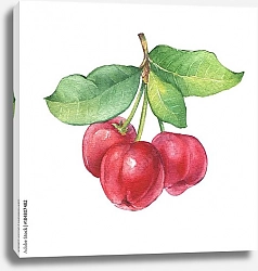 Постер Веточка Ацеролы с ягодами