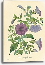 Постер Petunia Nyctaginiflora Violacea 2