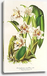 Постер Лемер Шарль Odontoglossum maxillare