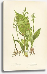 Постер Bog Orchis, Two Leaved Liparis, Spurless Coral Root, Broad Leaved Helleborine
