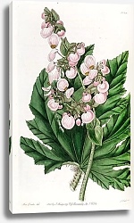Постер Эдвардс Сиденем Parsnip-leaved Begonia