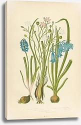 Постер Variegated Simetris, Wild Hyacinth or Blue Bell, Starch Grape h.