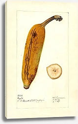 Постер Пассмор Дебора Муса: Инглес