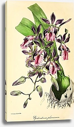 Постер Epidendrum Phoeniceum