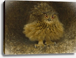 Постер Лильефорс Бруно Сова-орё?